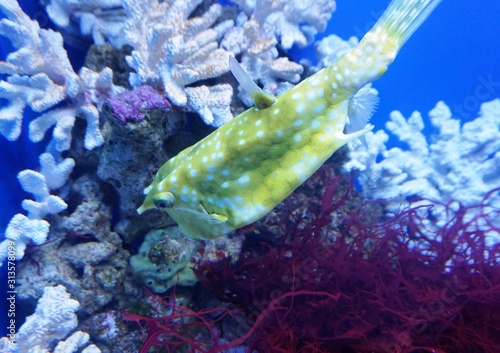 saltwater fish Lactoria cornuta squad of pufferfish or hornfish swimming underwater among corral photo