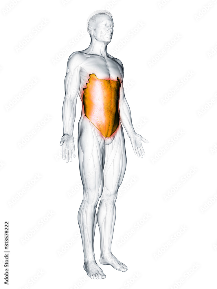 3d rendered muscle illustration of the external oblique 3d rendered muscle illustration of the external oblique