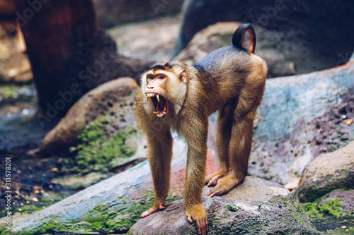 Southern Pig-tailed Macaque (Sundaland pigtail macaque or Sunda pig-tailed macaque), In Zoo, Prague. The southern pig-tailed macaque (Macaca nemestrina) is a medium-sized Old World monkey, Prague Zoo. photo