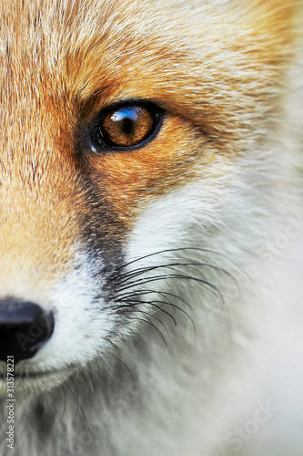 Red Fox portrait. Smart foxes in natural habitat. photo