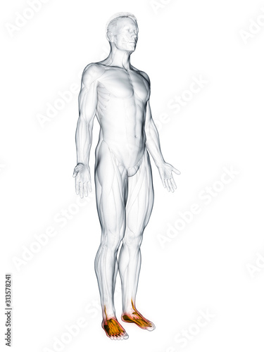3d rendered muscle illustration of the feet muscles