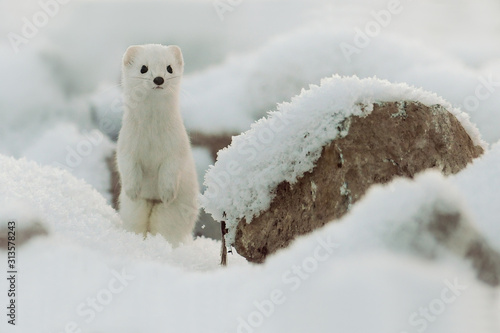 Mustela erminea like a state in winter snow, Weasel. Ermine photo