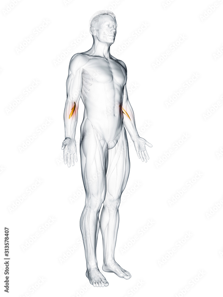 3d rendered muscle illustration of the pronator teres 3d rendered muscle illustration of the pronator teres
