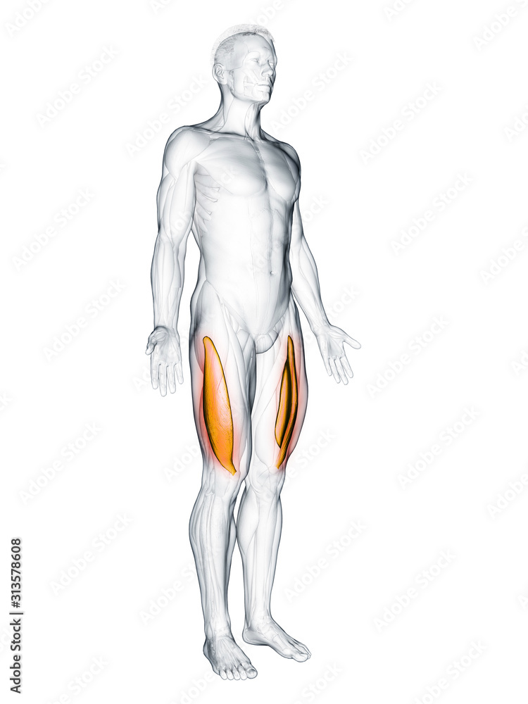 3d rendered muscle illustration of the vastus lateralis