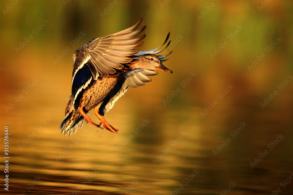 Obraz premium Duck fly in autumn light. Ducks is flying over the little pond. Anas platyrhynchos