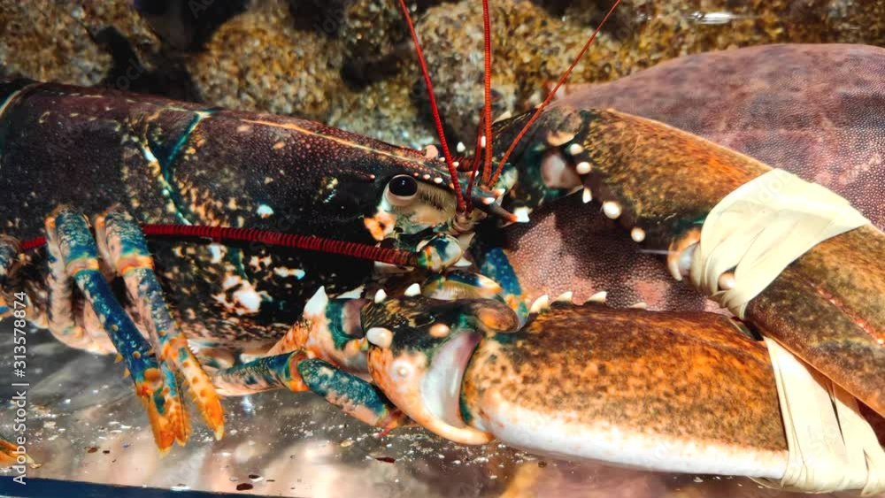 Side view of red lobster underwater in an aquarium in restaurant