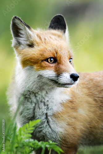 Photography Red Fox in forest. Smart foxes in natural habitat.
