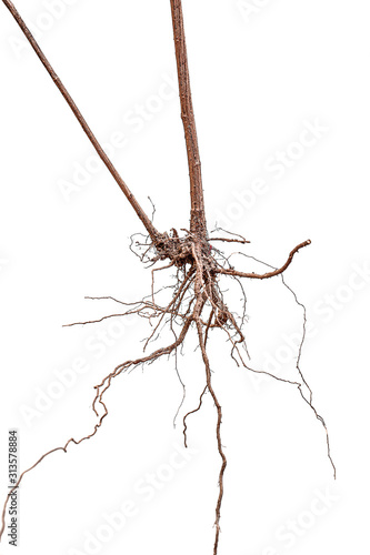 Tree root.Tree stump.Roots of tree isolated on white background.