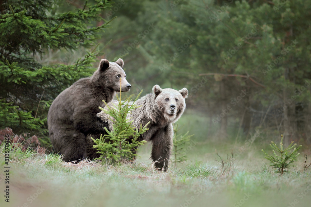 Fototapeta premium A brown bear in the green forest. Big Brown Bears animal. Ursus arctos.