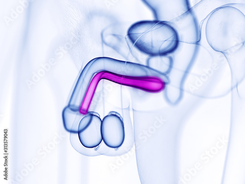 3d rendered medically accurate illustration of the corpus spongiosum photo