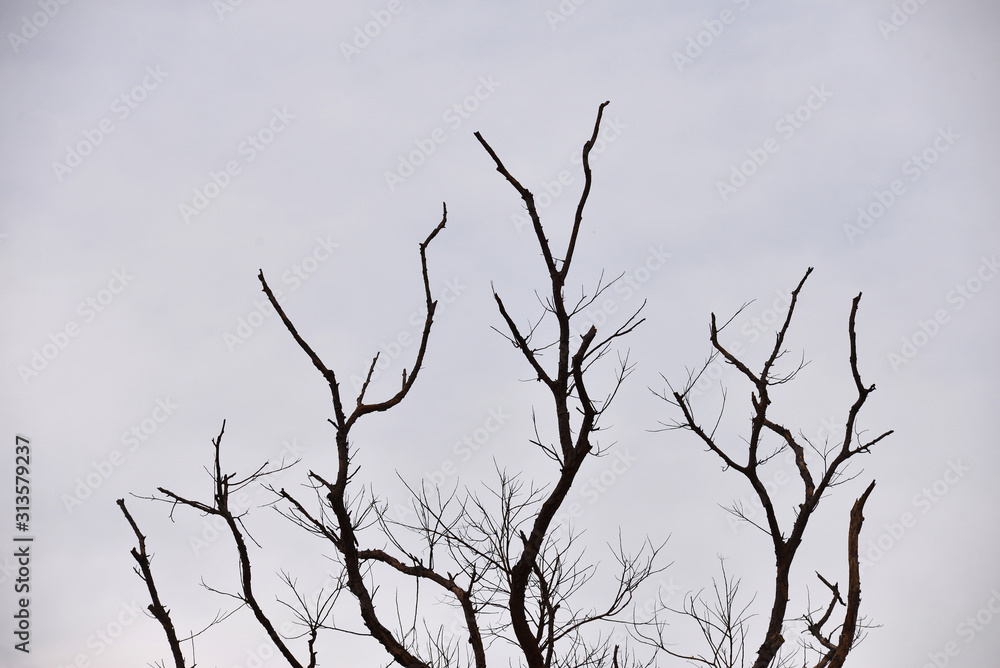 The branches of trees that change according to the season The branches of trees that change according to the season