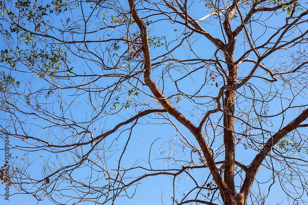 The branches of trees that change according to the season The branches of trees that change according to the season