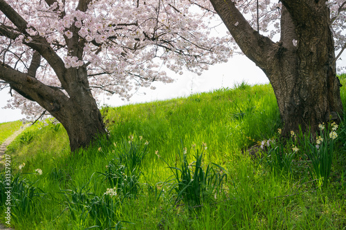 桜咲く春の土手