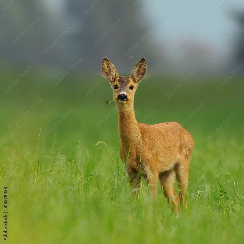 Roe deer standing in forest natural habitat. Roe deer standing in forest natural habitat.