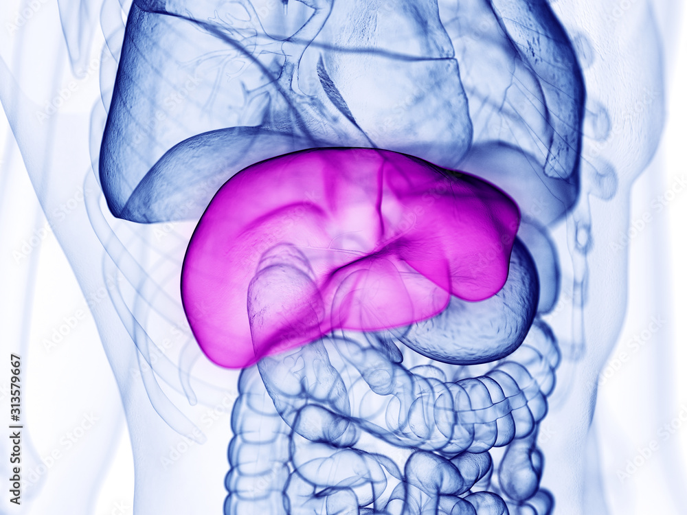 3d rendered medically accurate illustration of the liver 3d rendered medically accurate illustration of the liver