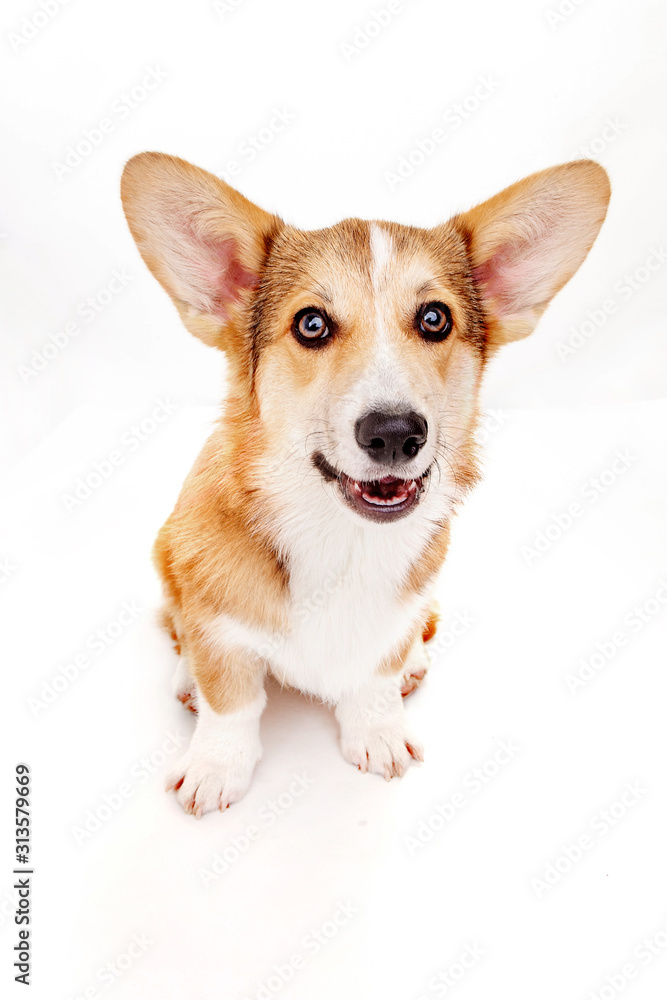 Corgi dog in the studio on a white background Corgi dog in the studio on a white background