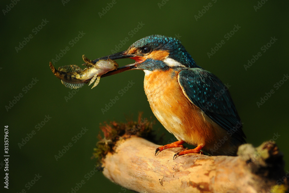 Fototapeta premium Kingfisher bird with fish detail, Alcedo atthis