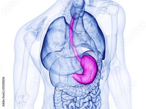 3d rendered medically accurate illustration of the stomach