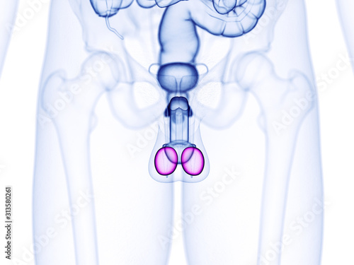 Fotografia 3d rendered medically accurate illustration of the testes