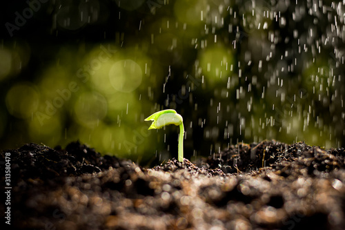 The seedling are growing in the soil, While there was a drizzling of rain. photo