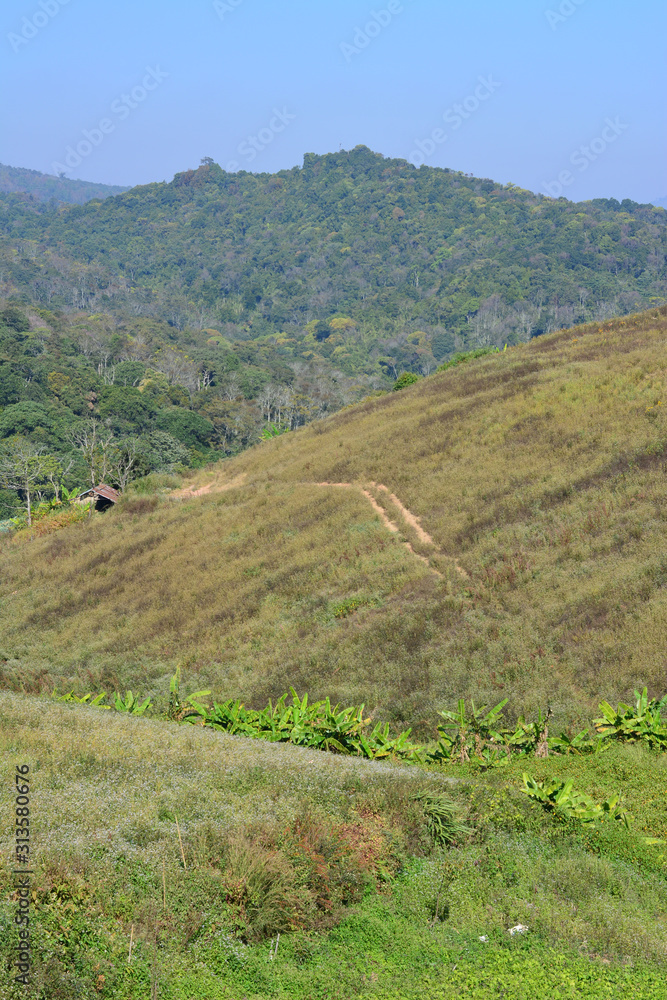 Fototapeta premium Summer mountain view in Thailand,High view beautiful nature landscape of the mountain sky and forest in the morning on the hilltop viewpoint at Phu Thap Berk attractions of Phetchabun Province Thailan
