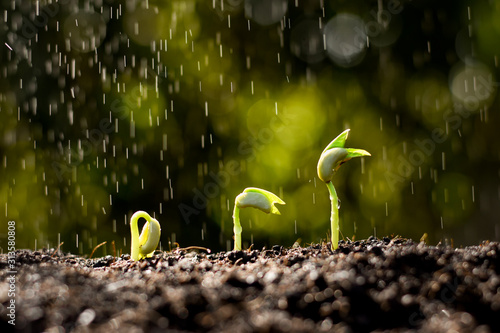 The seedling are growing in the soil. photo