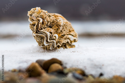 Sea shell on snow