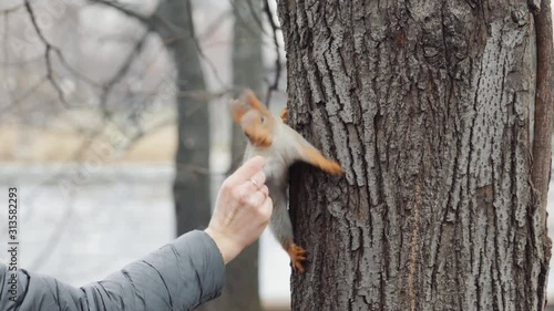 squirrel in the forest trying to grab a nut from handsn photo