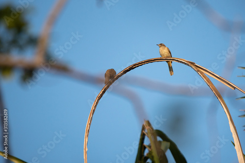 bird living in the nature, ...
