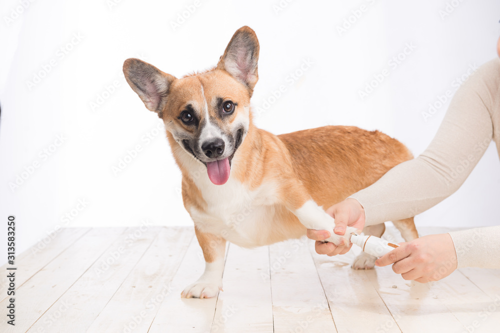 Unrecognizable woman doctor holding dog grinding toenails