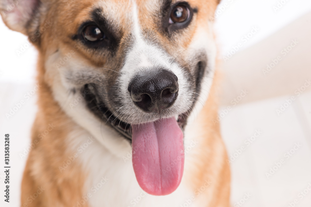 Obraz premium Closeup of a small dog's tongue, white background