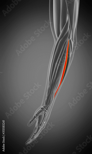 3d rendered medically accurate muscle anatomy illustration - extensor digiti minimi photo