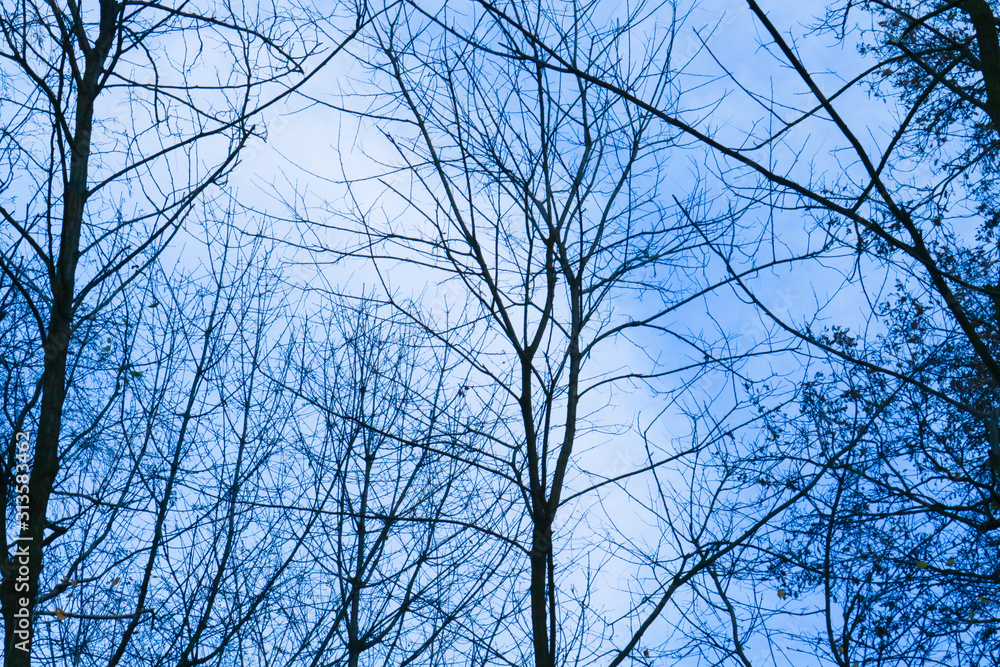 Fototapeta premium Silhouette degli alberi nel bosco con un cielo blu in inverno, stagioni e paesaggi
