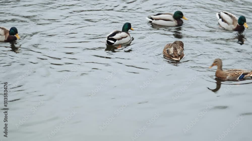 ducks swim and dive in the winter in an ice-free pond ducks swim and dive in the winter in an ice-free pond