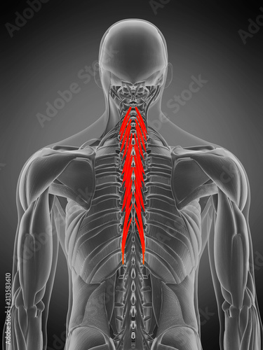 3d rendered medically accurate muscle anatomy illustration - semispinalis thoracis photo