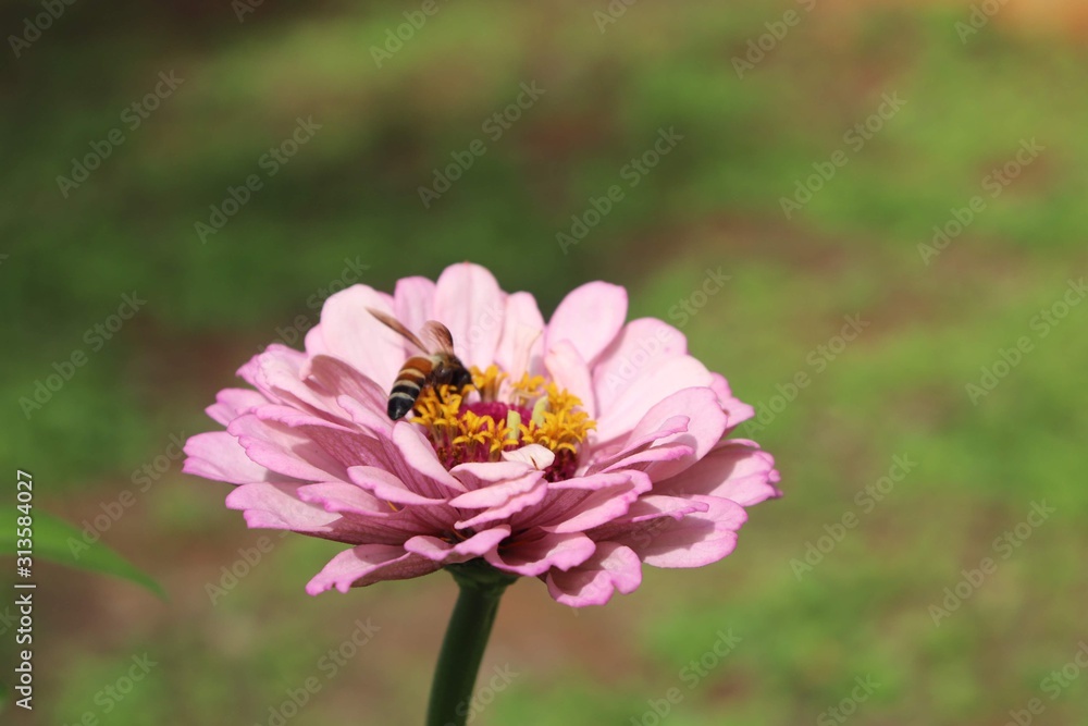 Flower & Bee - A Symbiotic Relation - Collecting Nectar Flower & Bee - A Symbiotic Relation - Collecting Nectar