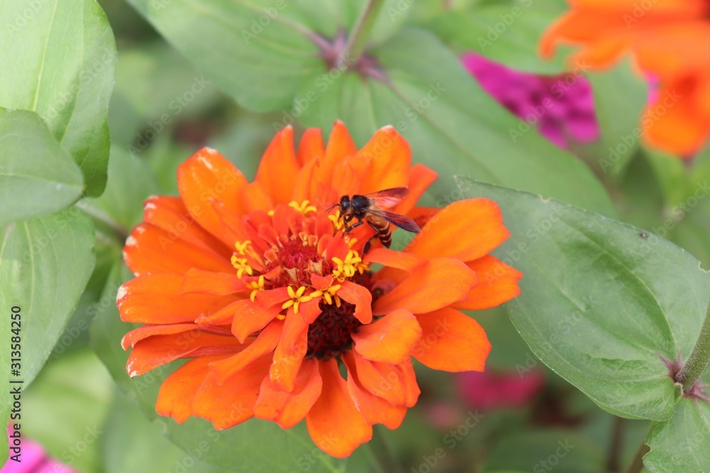Flower & Bee - A Symbiotic Relation - Collecting Nectar Flower & Bee - A Symbiotic Relation - Collecting Nectar