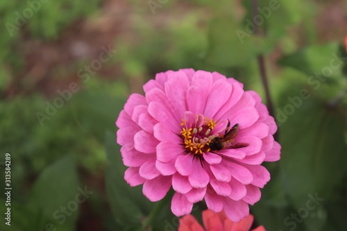 Flower & Bee - A Symbiotic Relation - Collecting Nectar