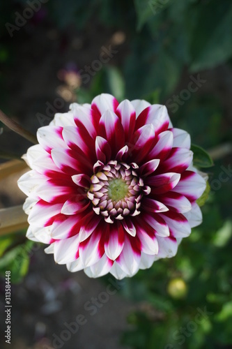 Dahlia at Egeskov Slot / Castle, Denmark