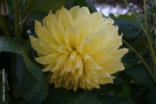 Dahlia at Egeskov Slot / Castle, Denmark