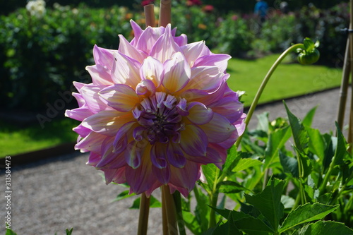 Dahlia at Egeskov Slot / Castle, Denmark