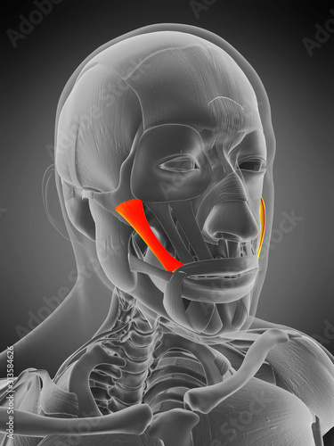 3d rendered medically accurate muscle anatomy illustration - zygomaticus major photo