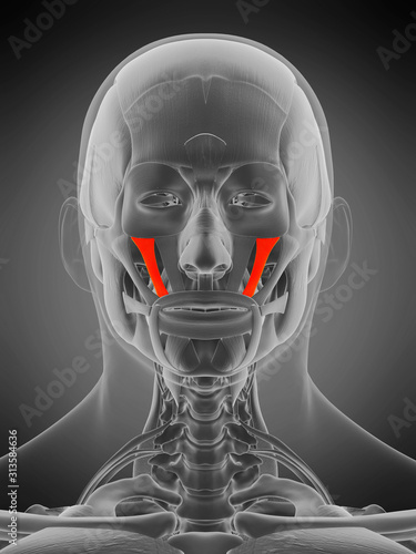 3d rendered medically accurate muscle anatomy illustration - zygomaticus miinor photo