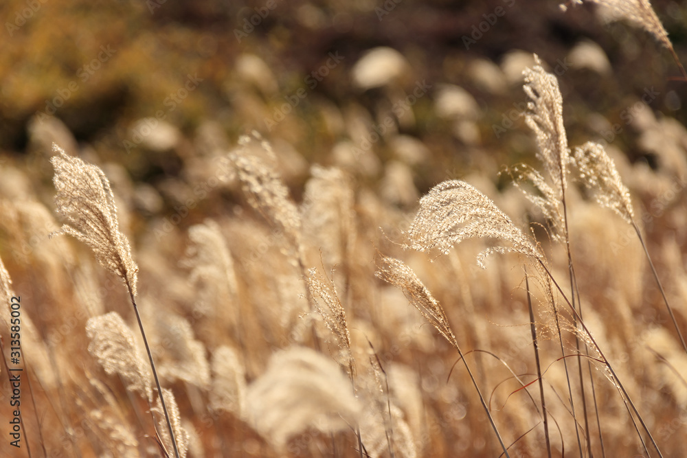 Fototapeta premium 秋吉台 すすき 山口県美祢市 Akiyoshidai Susuki Yamaguchi Mine city