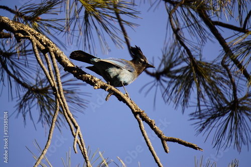 Stellar Jay Grand Canyon Arizona USA