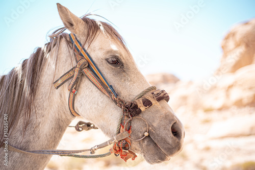 profile shot of a white horse