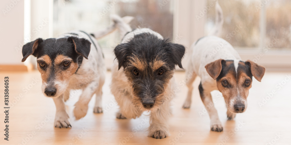 three cute little Jack Russell Terrier dogs running through the apartment at home