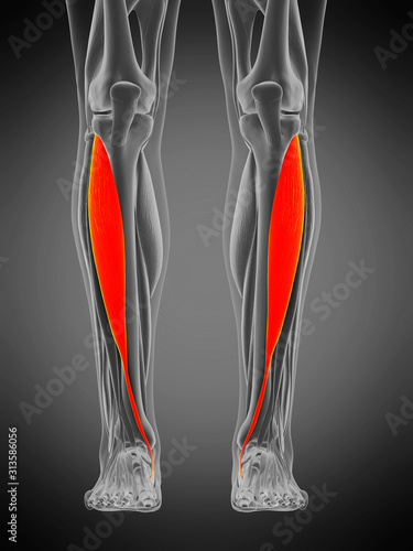 3d rendered medically accurate muscle anatomy illustration - tibialis anterior