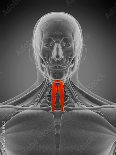 3d rendered medically accurate muscle anatomy illustration - longus colli photo