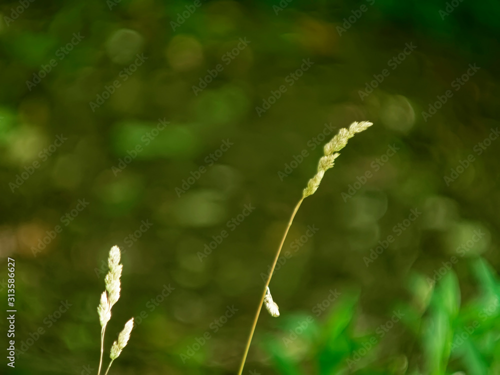 wild grass in summer in the garden, Russia wild grass in summer in the garden, Russia